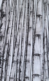 Mind of Bamboo 4