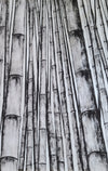 Mind of Bamboo 4