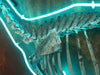 Mortagenic Specimen #1B - Artonique