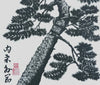Pine Tree 4