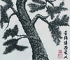 Pine Tree 5