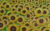 Sunflower of Karis 3